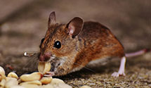 24 Hour & Emergency Exterminators in Knoxville, AR